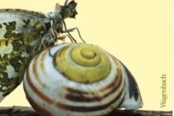 Cover_Buch_Juliana Kalnay