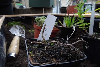 St Marien Göttingen_Beet