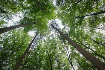 Bäume in einem Wald