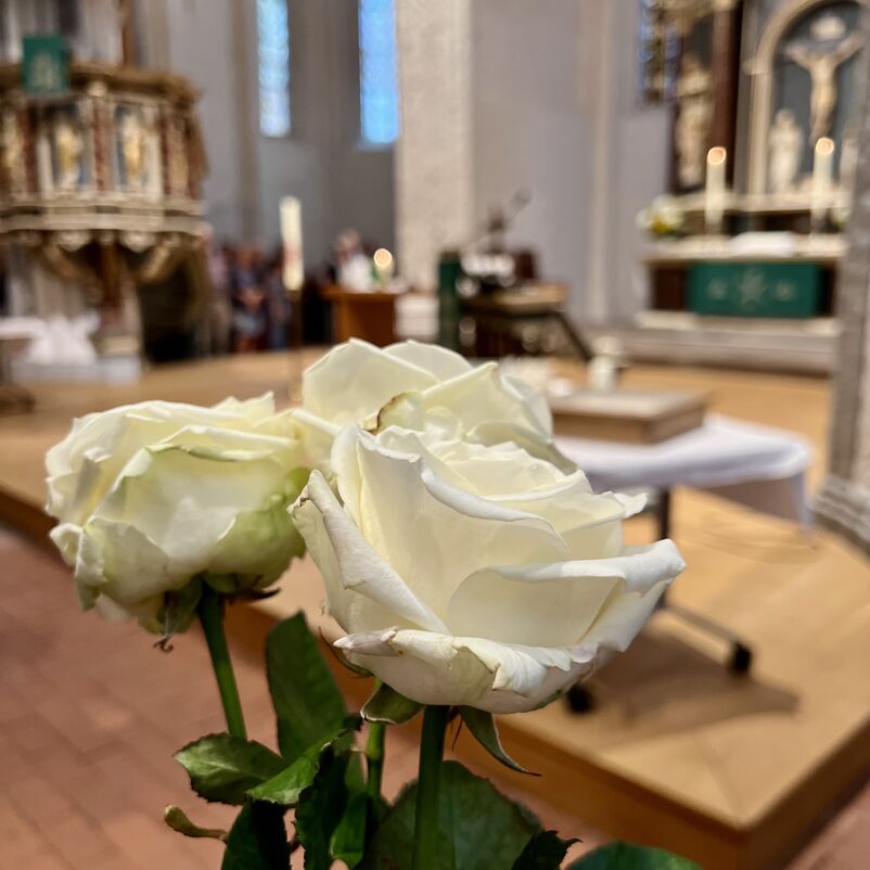 Weiße Rosen.