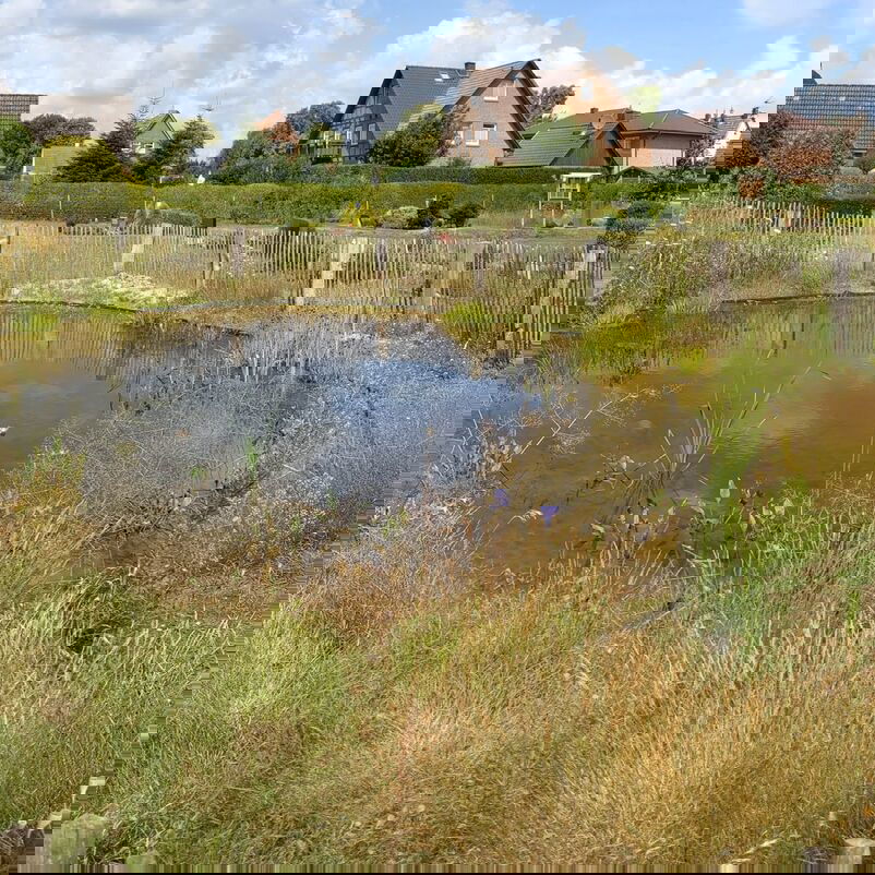 Ein kleiner Teich mit dichtem Ufergrün, in Hintergrund Einfamilienhäuser.