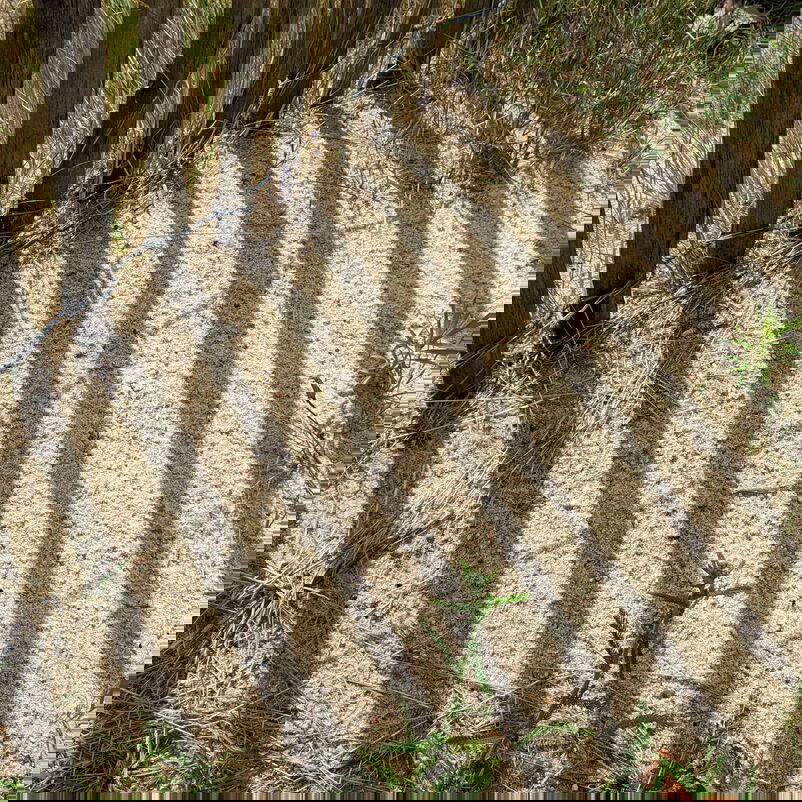 Im Sand an einem Holzzaun, dessen Schatten Streifen auf den Sand malt, sind einige kleine, runde Löcher zu erkennen - von Wildbienen.