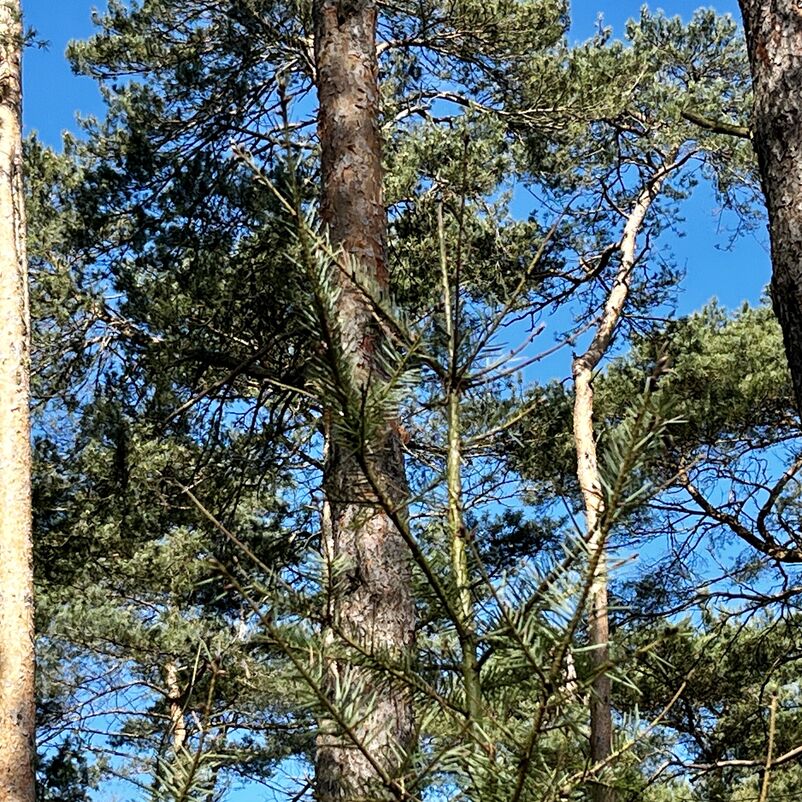Eine Douglasie mit deutlichem Nadelschaden steht vor deutlich höheren Kiefern. 