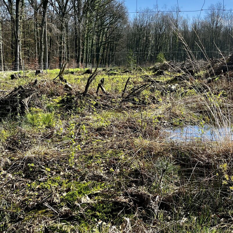 Eine aufgeforstete Fläche mit vielen hellgrünen Setzlingen, im Hintergrund hoch gewachsener Wald.