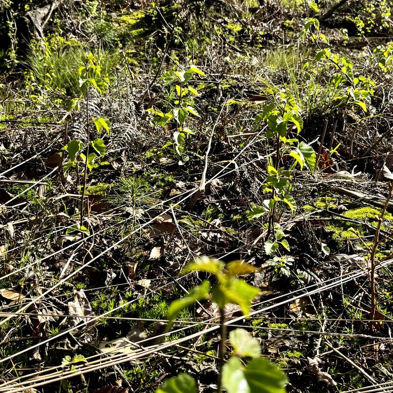 Eine Aufforstungsfläche mit vielen hellgrünen kleinen Birken und wenigen braunen kleinen Eichen.