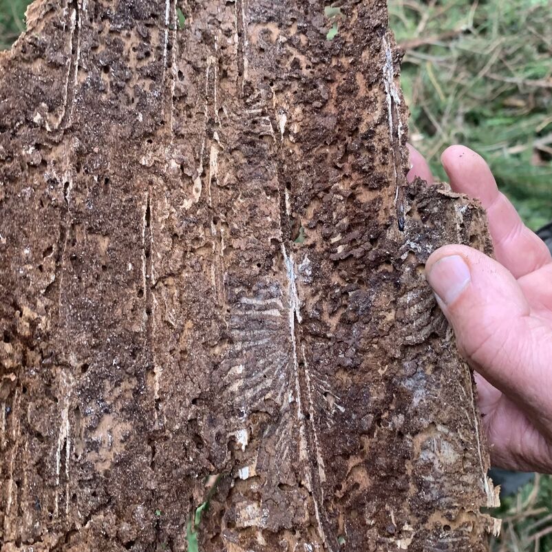 Eine Hand hält ein Stück Fichten-Rinde mit sichtbaren Spuren des Borkenkäfers auf der Innenseite des Rindenstücks.