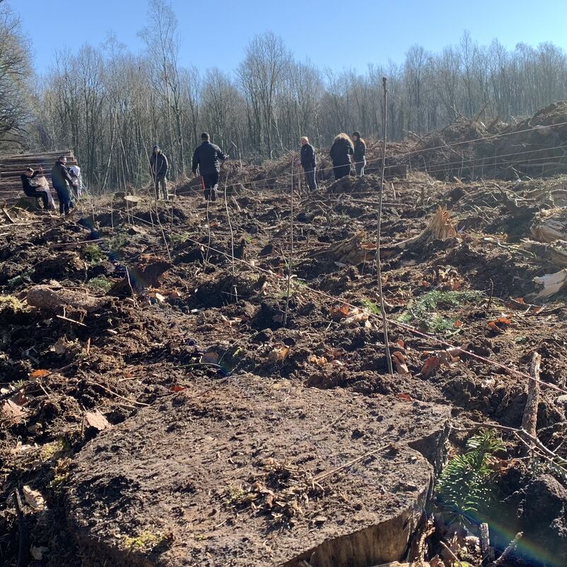 Eine Brache im Wald; im Hintergrund sind Menschen dabei, Eichensetzlinge zu pflanzen.
