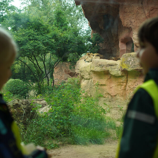 The lion sleeps tonight? Dieser hier eindeutig auch tagsüber. Jonte und Kerim finden es wunderbar. Foto: Alexander Nortrup