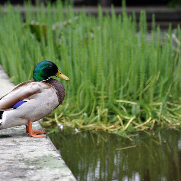 henri_innenhof_erpel