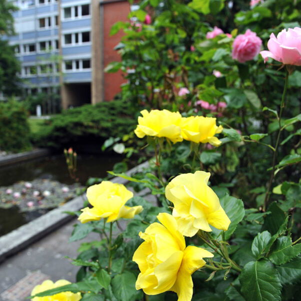 henri_innenhof_rosen