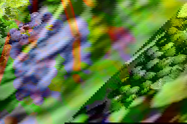 An einem Weinstock hängt eine Rebe.