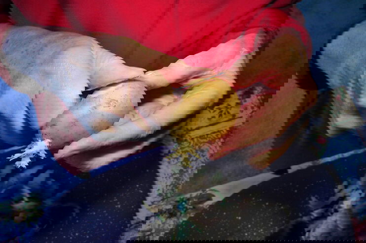 Zwei Hände schälen eine Kartoffel mit einem Messer