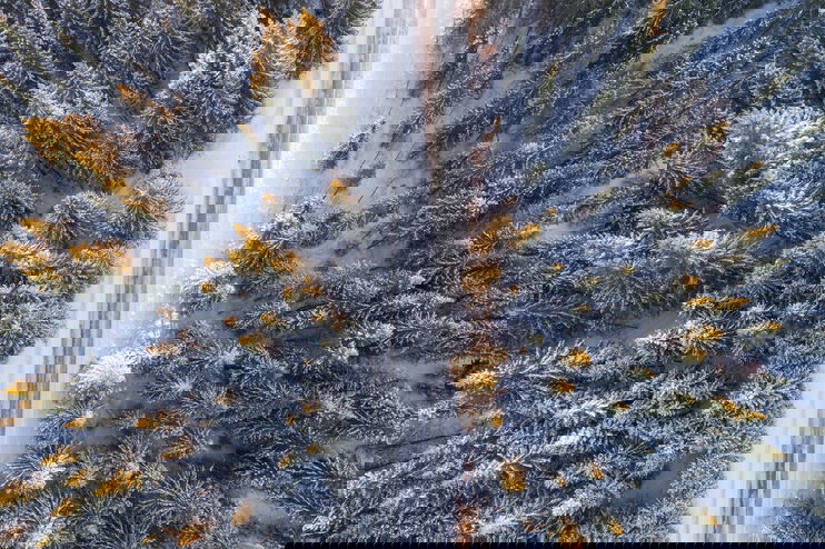 Eine Straße zwischen verschneiten Bäumen.