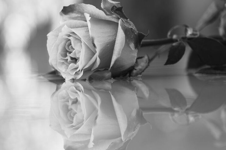 Ein schwarz-weißes Bild von einer Rose, die auf einer spiegelnden Fläche liegt.
