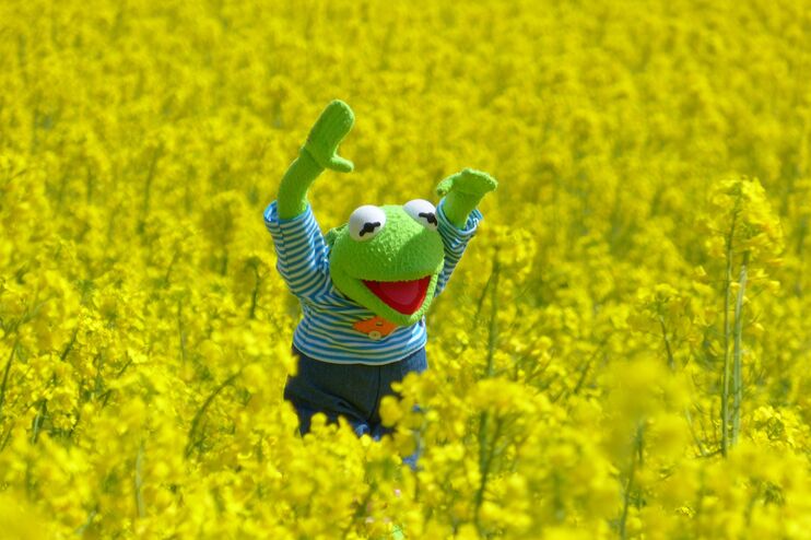Kermit der Frosch steht in einem Rapsfeld und freut sich.