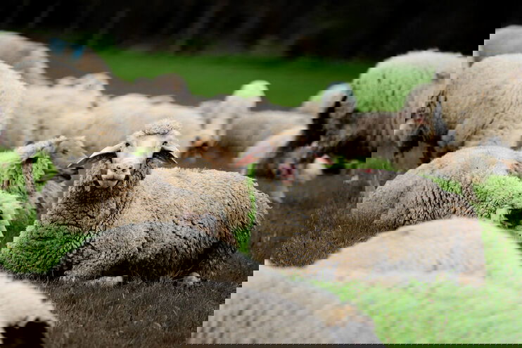 Ein Schaf in einer Herde