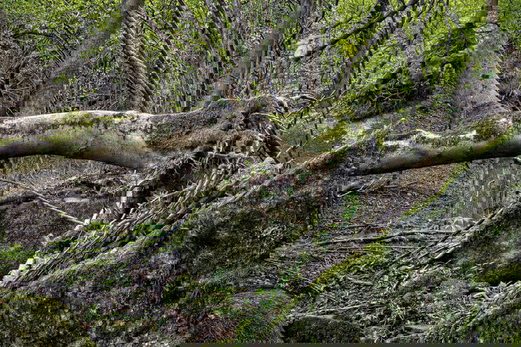 Ein entwurzelter Baum in einem Wald.