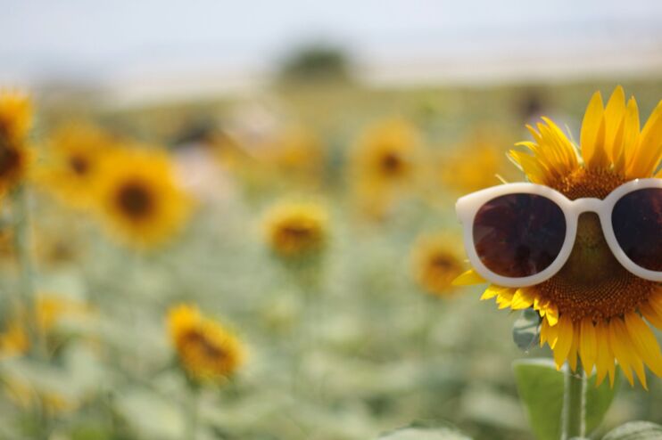 ein Feld mit Sonnenblumen. Auf einer Sonnenblume sitzt eine Sonnenbrille
