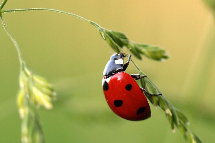 Ein Marienkaefer auf Gras.