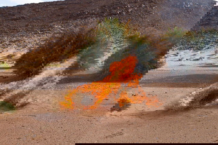 Ein brennender Dornbusch.