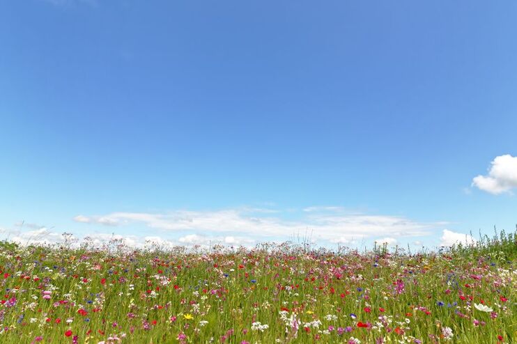 Ein dicht blühendes Feld unter blauem Himmel