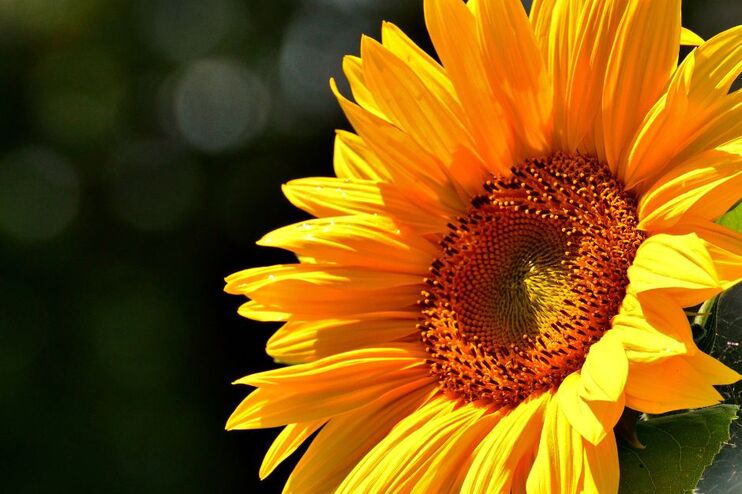 Eine Sonnenblume in Nahaufnahme reckt sich dem Licht entgegen. 