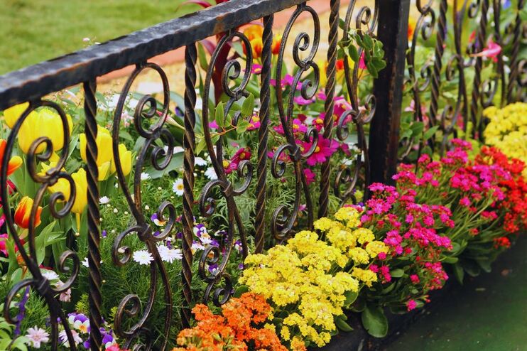 Gelbe, orangene und rote Blumen an einem Gartenzaun