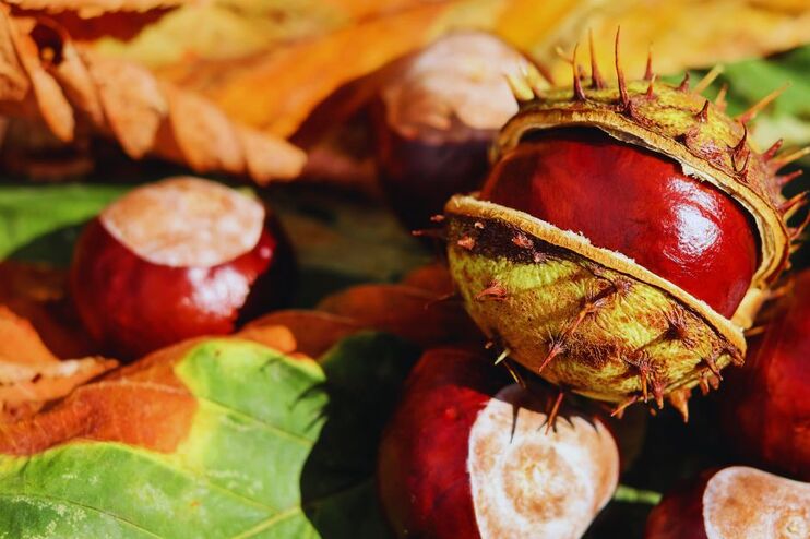 Kastanien, teils noch in grüner Hülle.