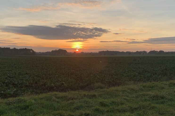 Die Sonne geht über einem Feld unter.