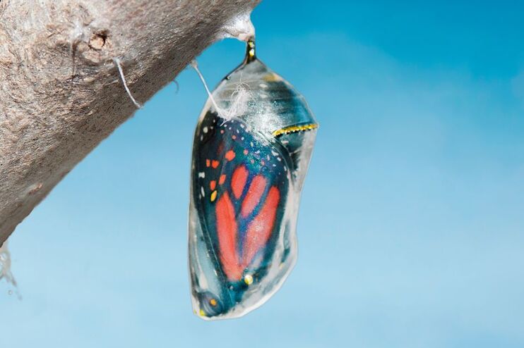 Ein Schmetterling in einem Kokon an einem Ast.