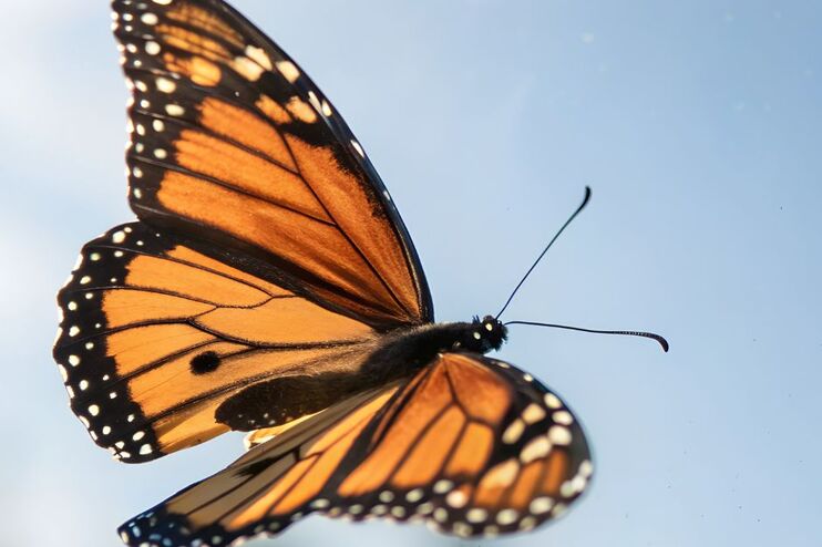Ein Schmetterling im Flug.