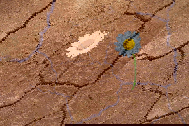 Eine Blume durchbricht trockenen Boden.