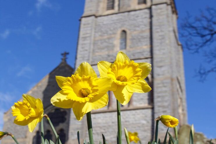 Narzissen blühen vor einer Kirche.