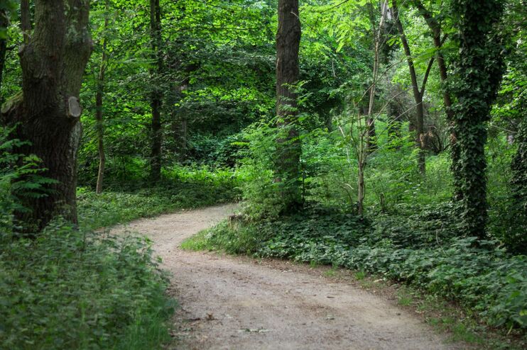 Ein Weg führt durch einen Wald.