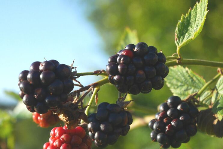 Ein Zweig mit roten und schwarzen Maulbeeren