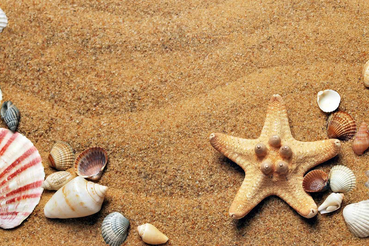 Auf dem Bild ist ein Strand mit Muscheln und Seesternen zu sehen.