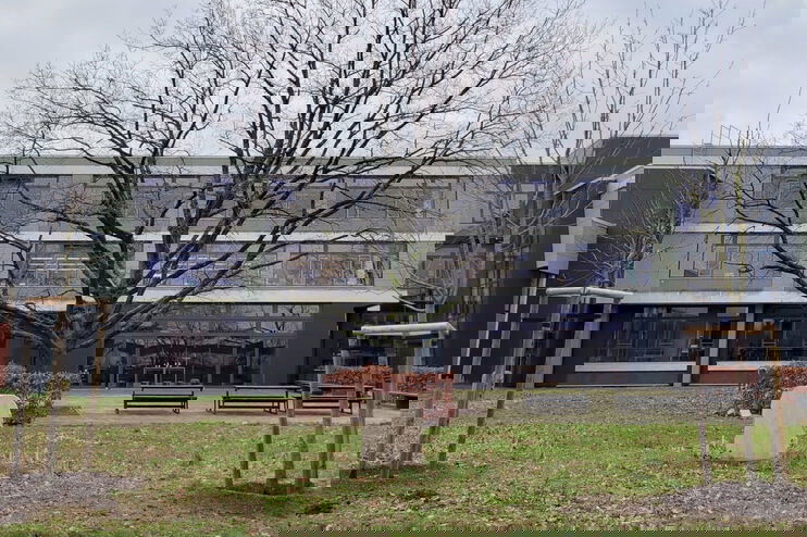 Zwei neu gepflanzte Bäume und ein großer Baum vor einem Schulgebäude.