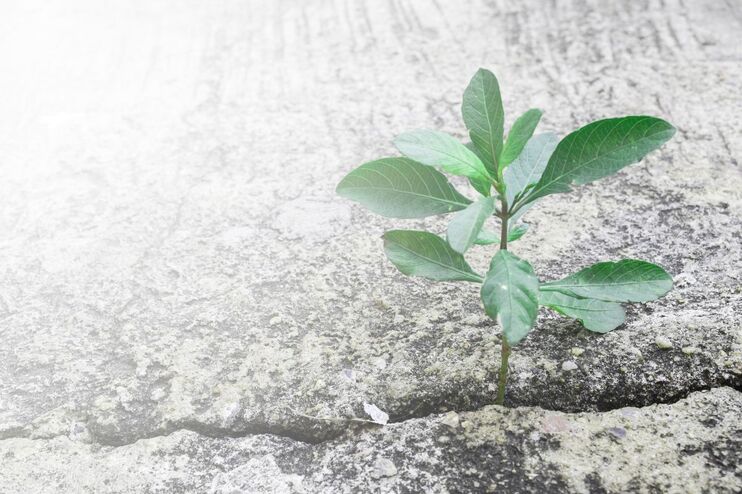 Eine Pflanze wächst auf steinigem Grund.
