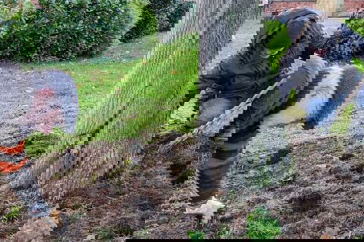 Zwei männlich gelesene Personen bücken sich zu aufgewühlter Erde, die um einen Baum herum liegt. 