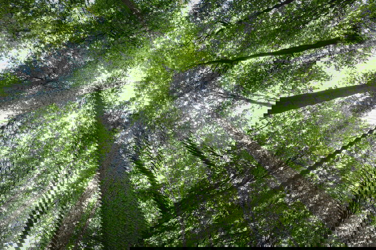 Bäume in einem Wald