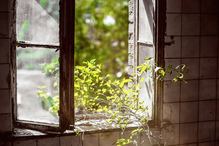 Durch ein kaputtes Fenster wächst ein Zweig.