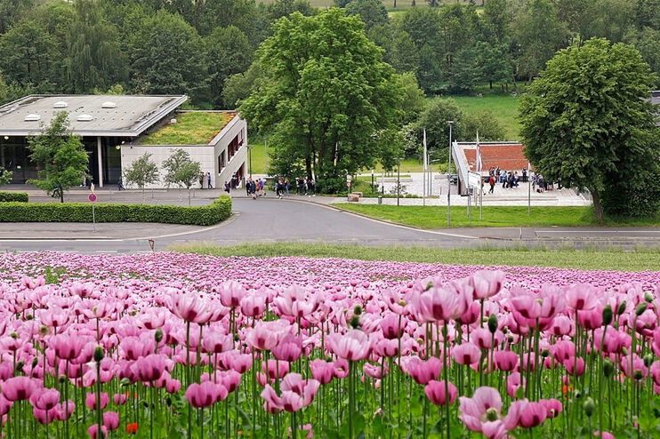 Paul-Gerhardt-Schule Dassel hinter einem Mohnfeld.