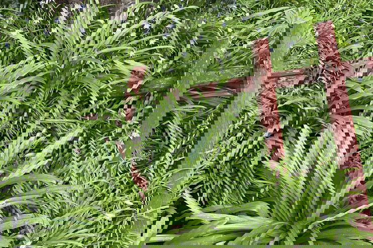 Wunderlauch vor einem Baum