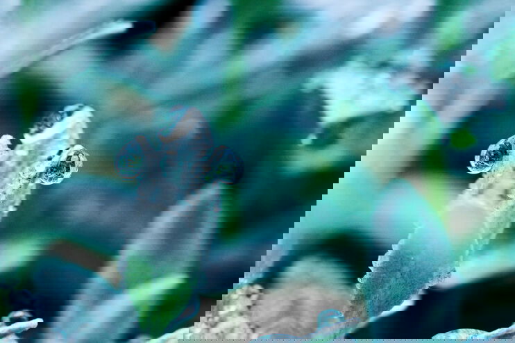 Gefrorene Wassertropfen auf grünen Blättern