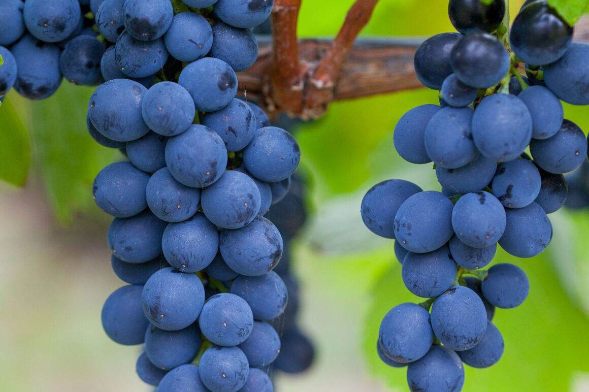Ein Rebstock, an dem blaue Weintrauben hängen.