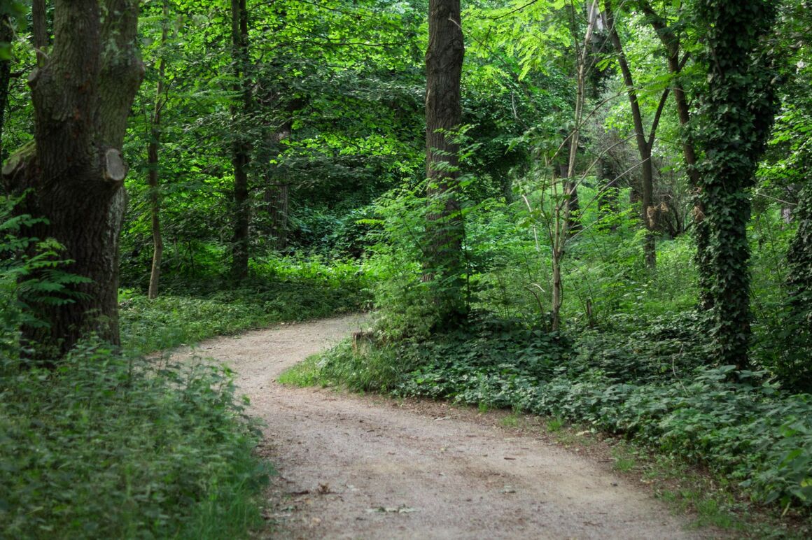 Ein Weg führt durch einen Wald.