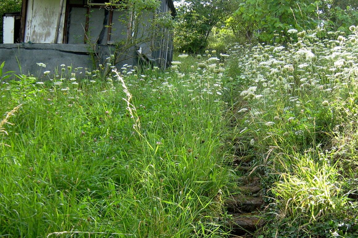Grüne Wiese in einem Garten